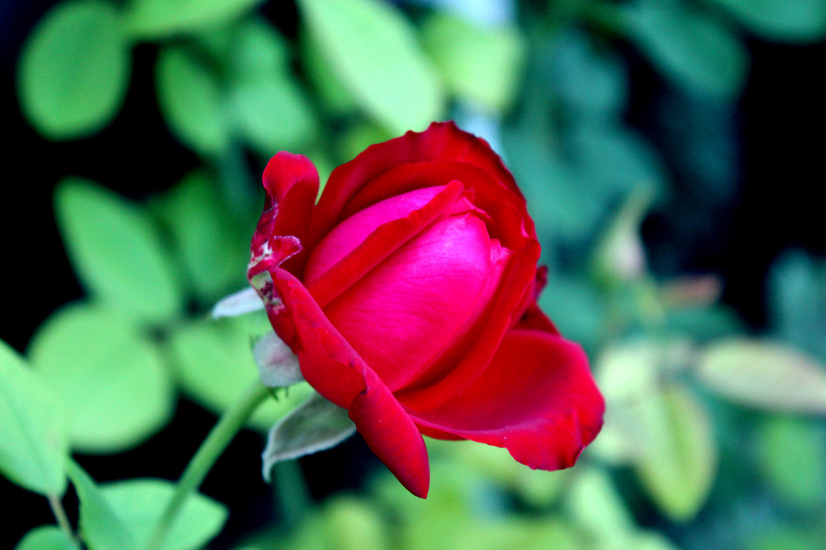 trandafir de la moldova  (Moldavian rose) - Igor Moga