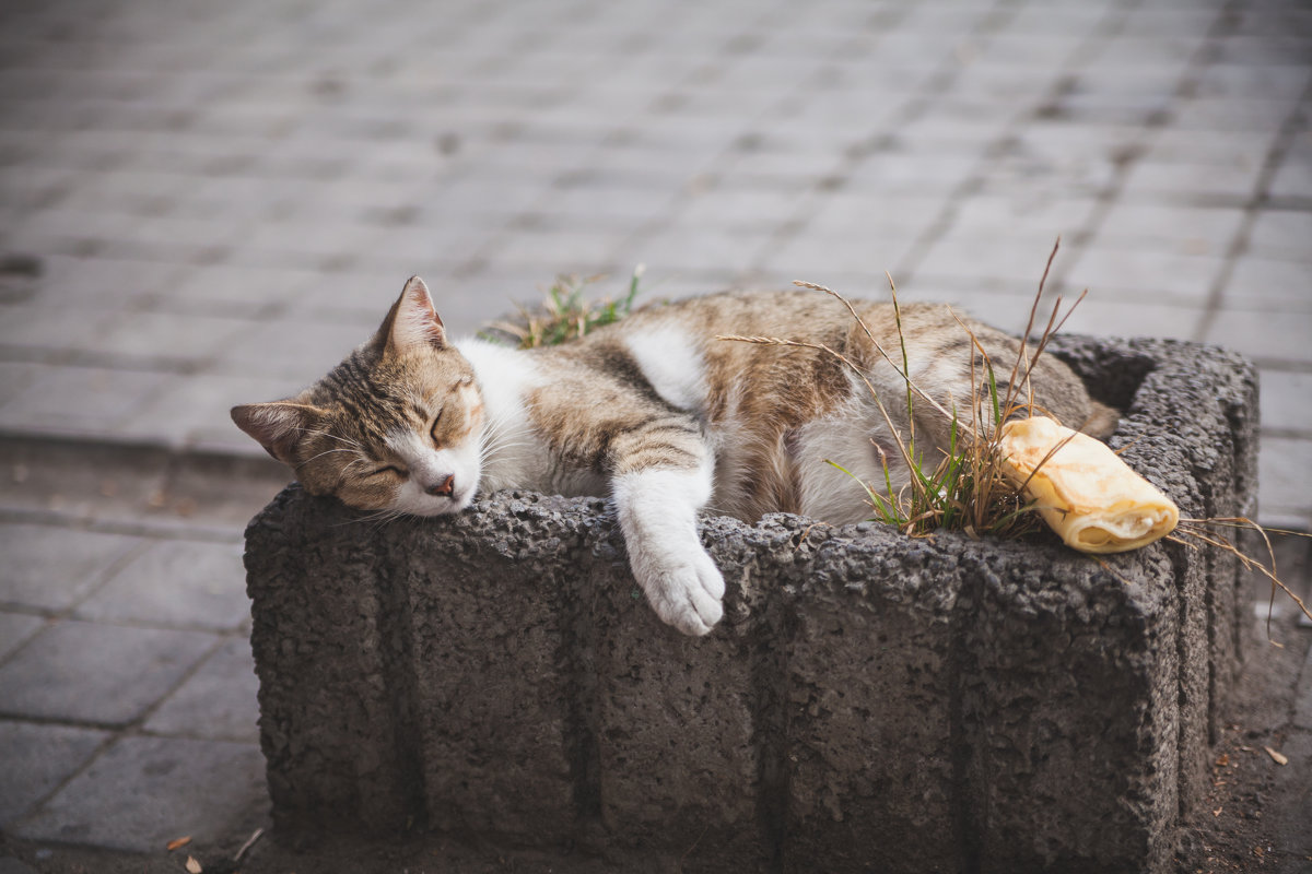 Одесский кот..... - Жанна Панасюк