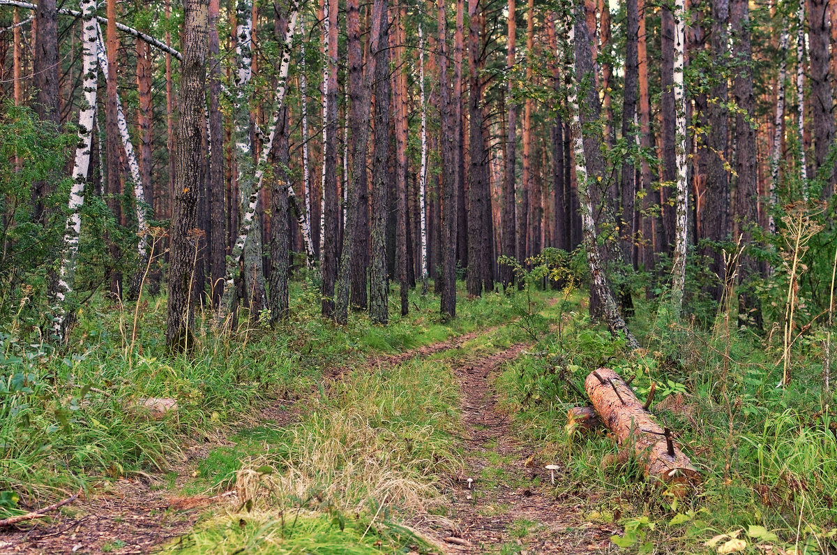 Поездка по лесу - Дмитрий Конев