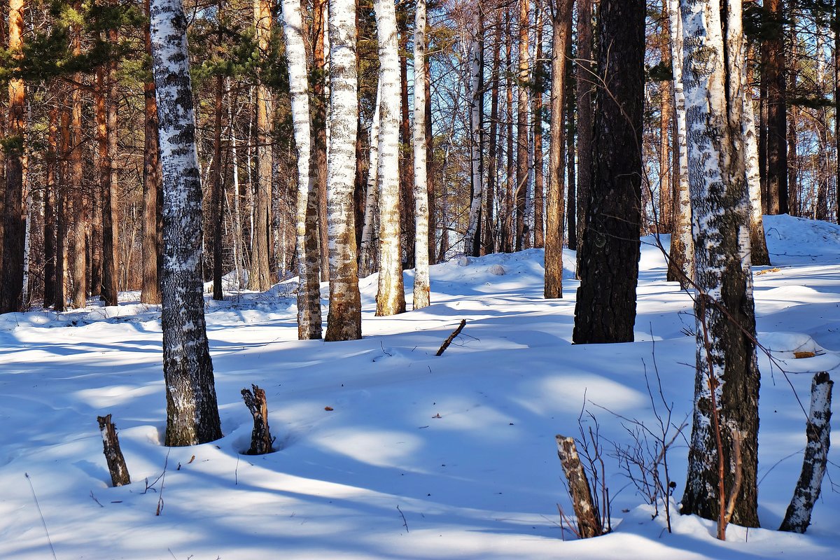 Зимний лес - ayouko111 .