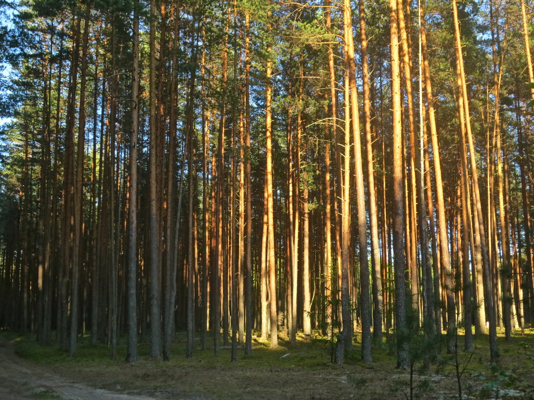 хвойный лес - Елена 