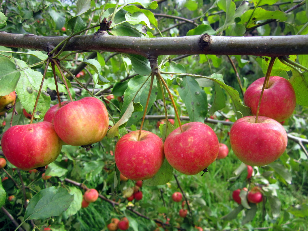 Созрели яблочки в саду у Милы ! - Мила Бовкун