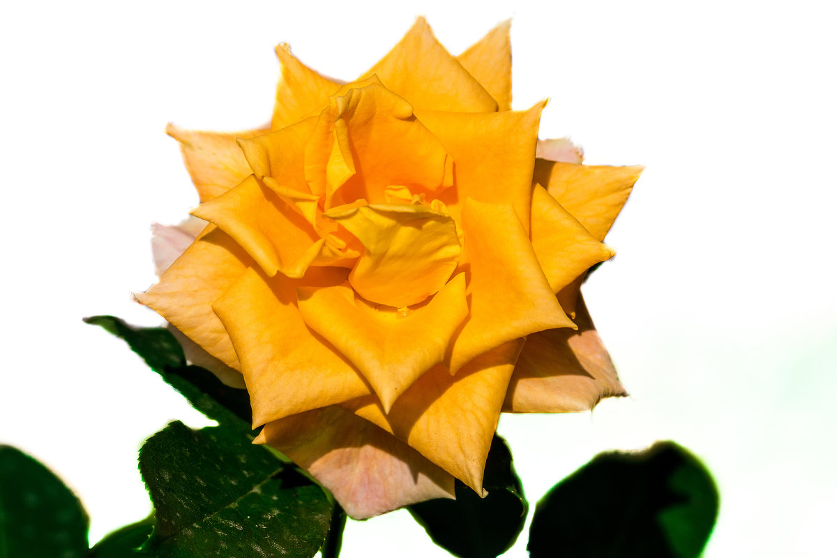 Жёлтая роза - Alex Bush