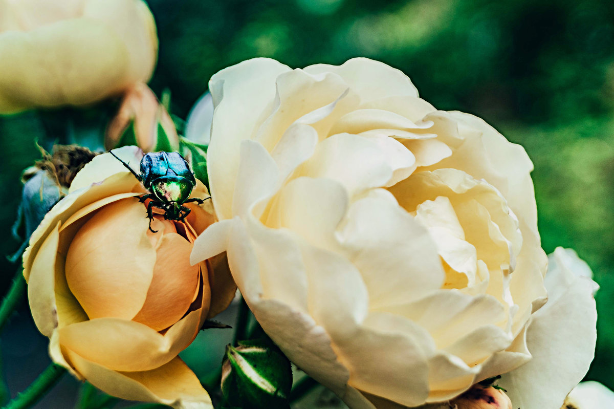 Красавец жук и розы - Анжелика Фотограф