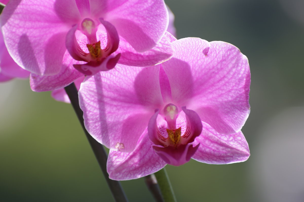 Солнечная орхидея - Леонид 