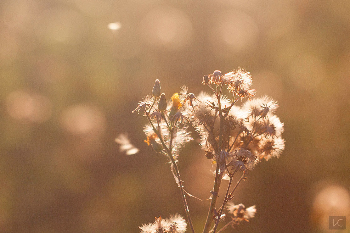 golden morning light - Игорь Смирнов