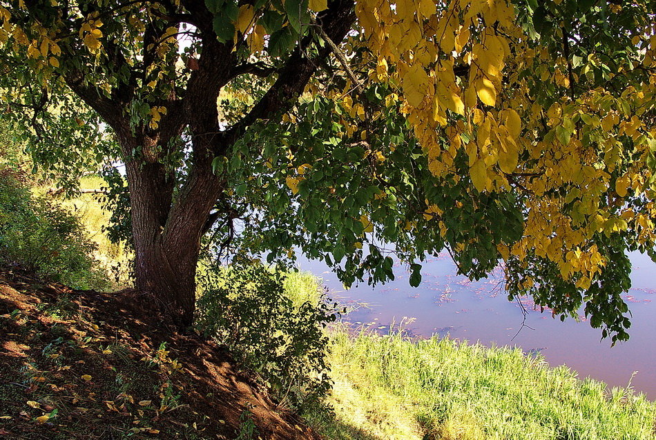 Солнечной грустью желтеющих листьев... - Лесо-Вед (Баранов)