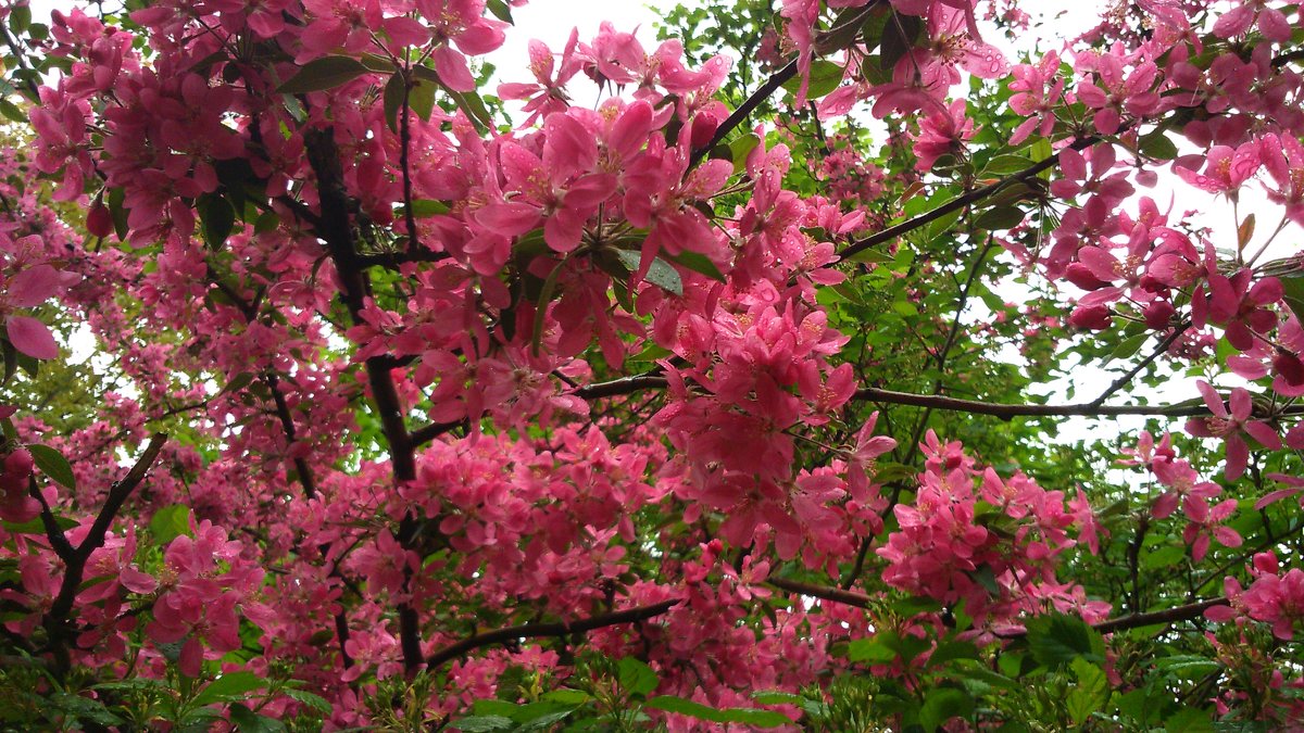 Яблоневый цвет. Весна - Elena 