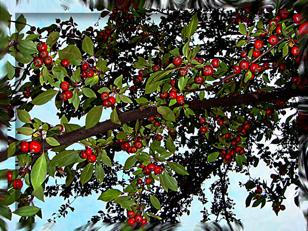 Райские яблочки - Elena 