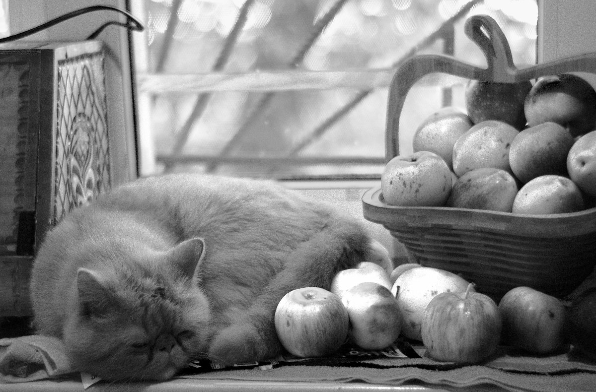 Кот в яблоках - Илья 