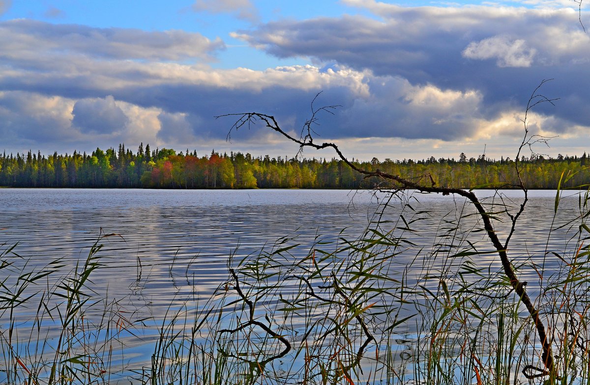 лесное озеро - Елена Третьякова