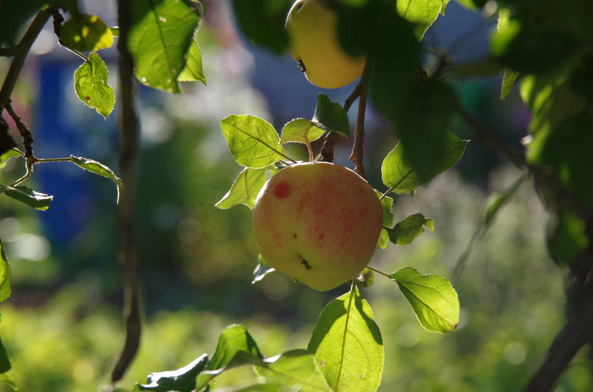 Солнечное яблоко - Andrad59 -----