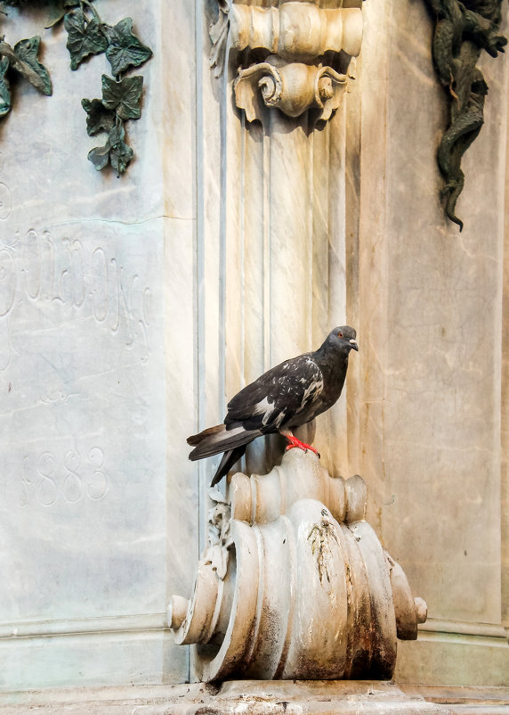 Венецианский голубь. - Дмитрий Климов