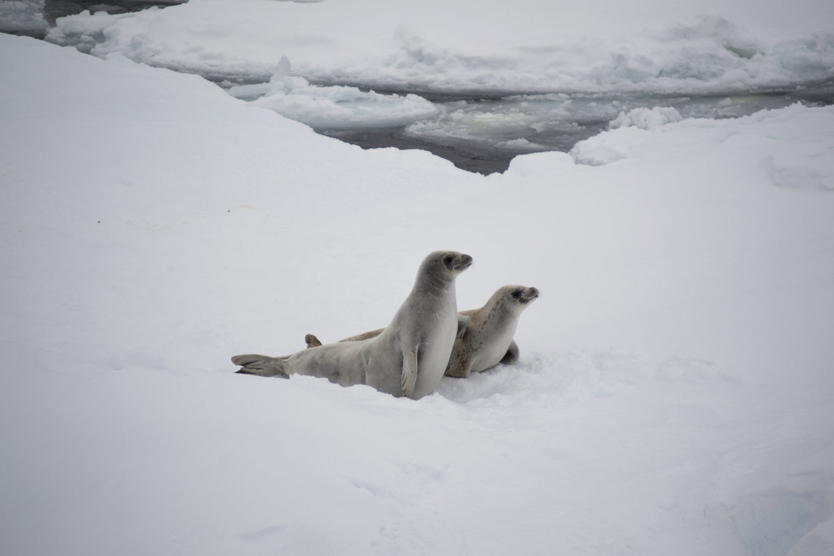 Тюлени-крабоеды - Alexey alexeyseafarer@gmail.com
