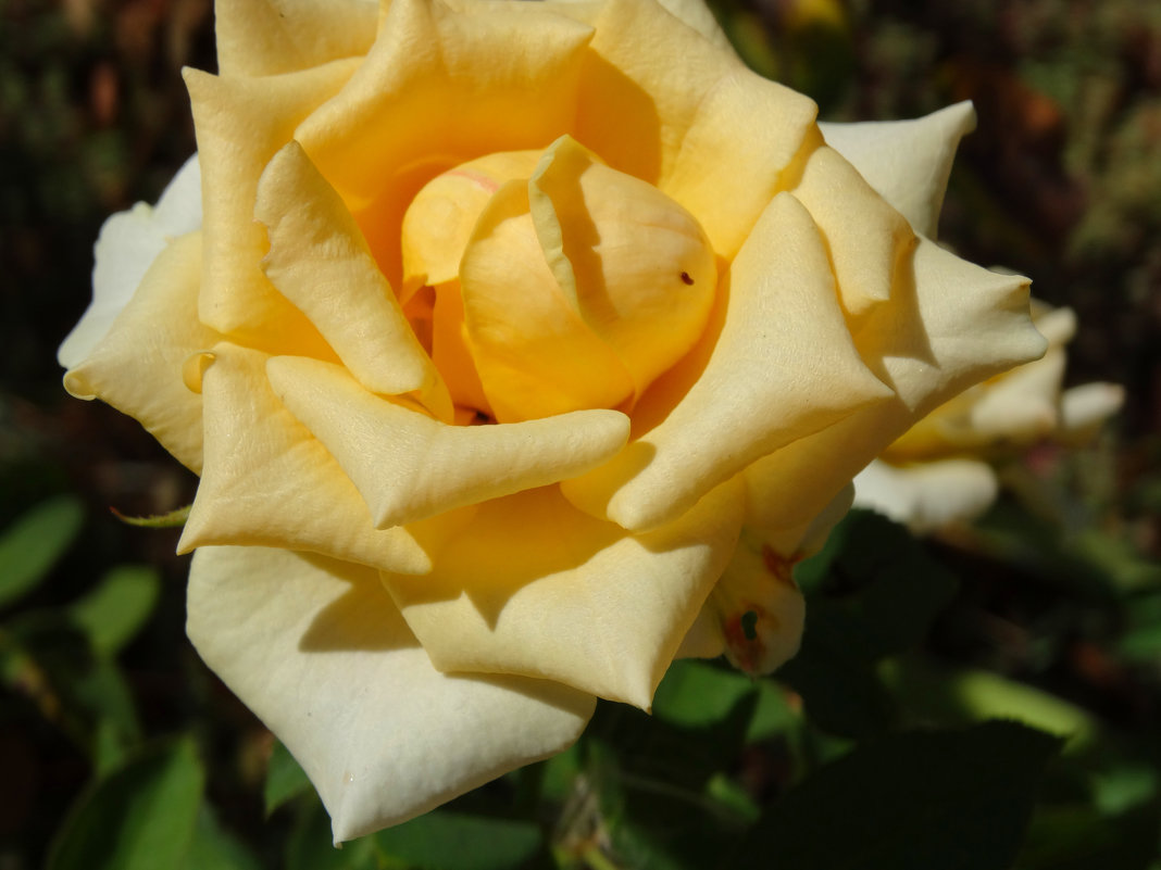 Розы в конце августа...2 - Тамара (st.tamara)