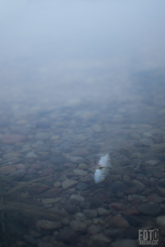 FOTOKVARTIRNIK_PERSIIDA - Артем Плескацевич