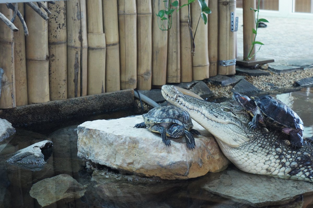 Нильский крокодил и красноухие черепахи - Елена Павлова (Смолова)