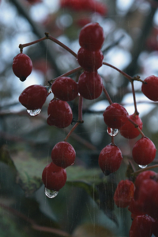 Rain drop - Надежда Фотина
