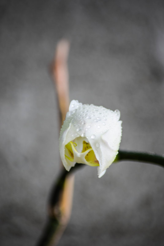 Белая орхидея - Ольга Демура