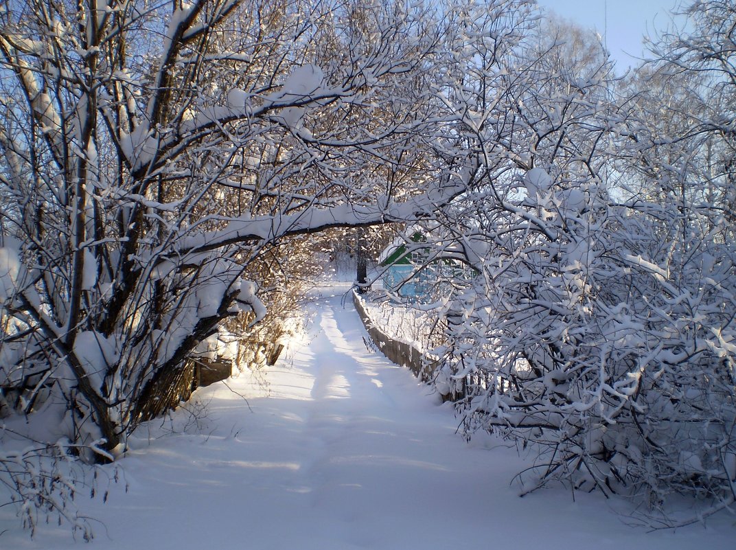 Тропка в снегу - aksakal88 