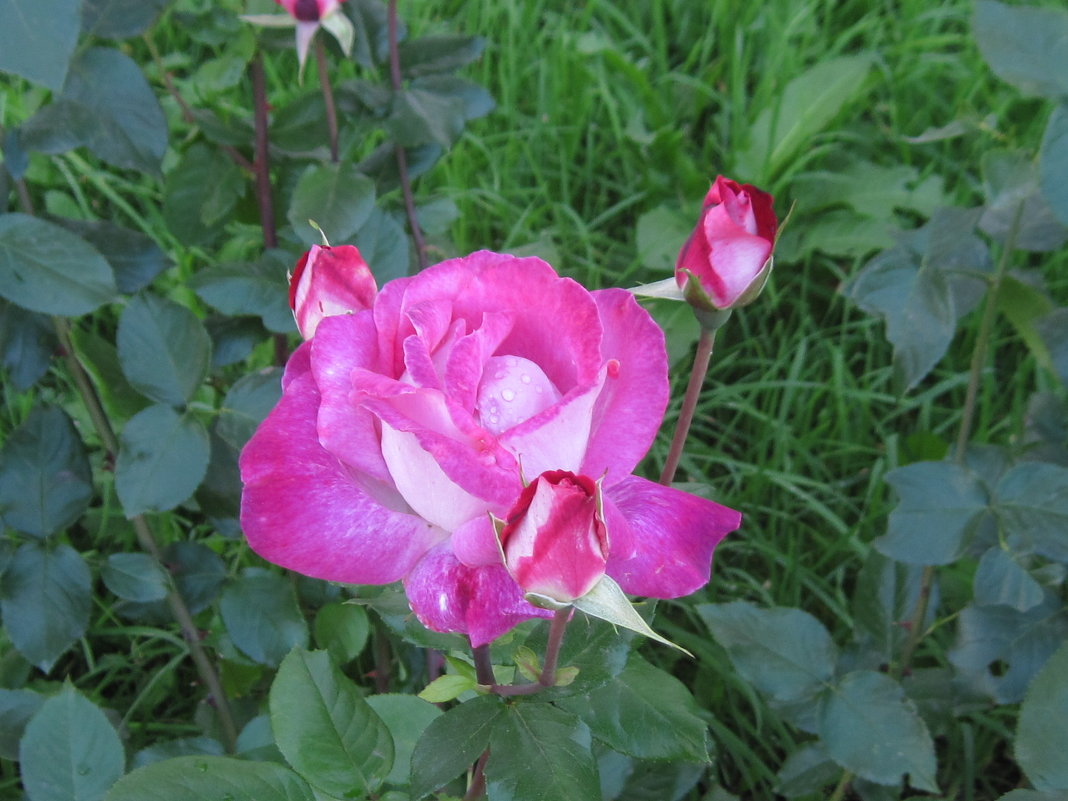 Сентябрьская роза - Маера Урусова
