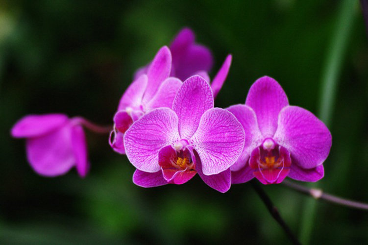 Орхидеи - Marika Hexe 