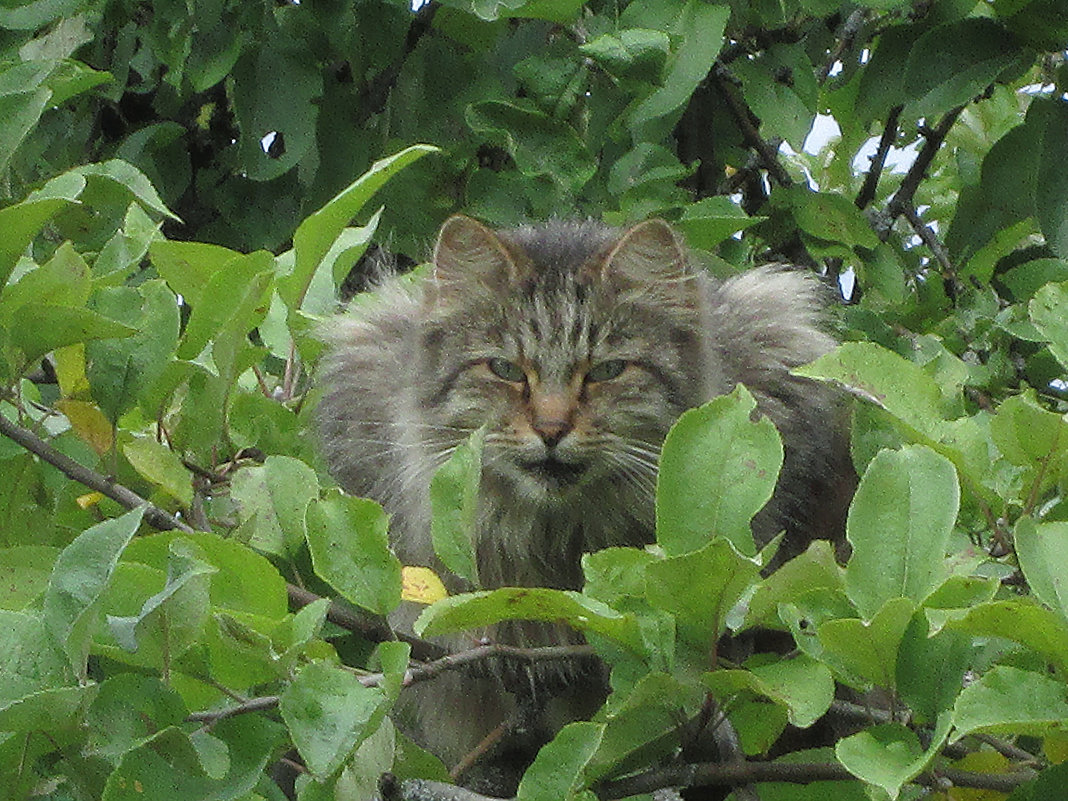 Сторожевой кот, сторожит яблоню от птиц. - Sergey Serebrykov