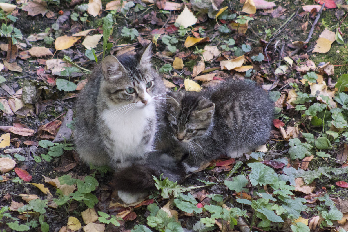 Кошка с котёнком - Aнна Зарубина