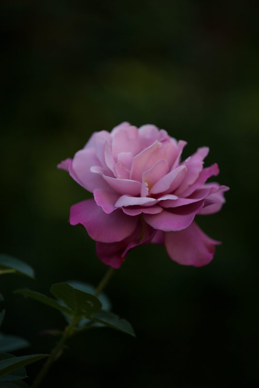 Сказочная роза - Aziza 