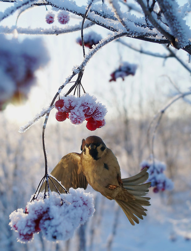 Winter fly - Pavel Vorobiev