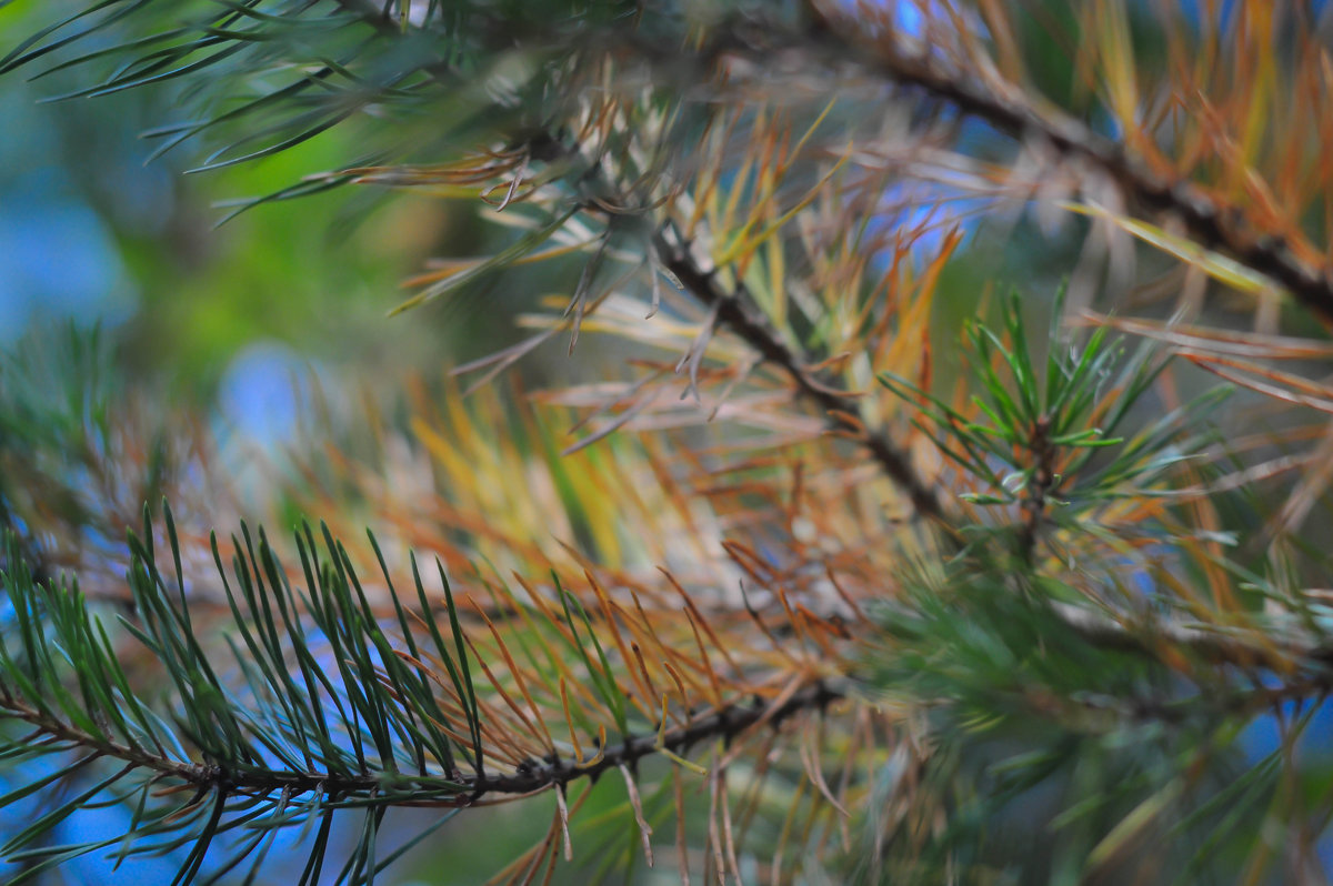 Colourfull branches of fir-tree - Svetlana 