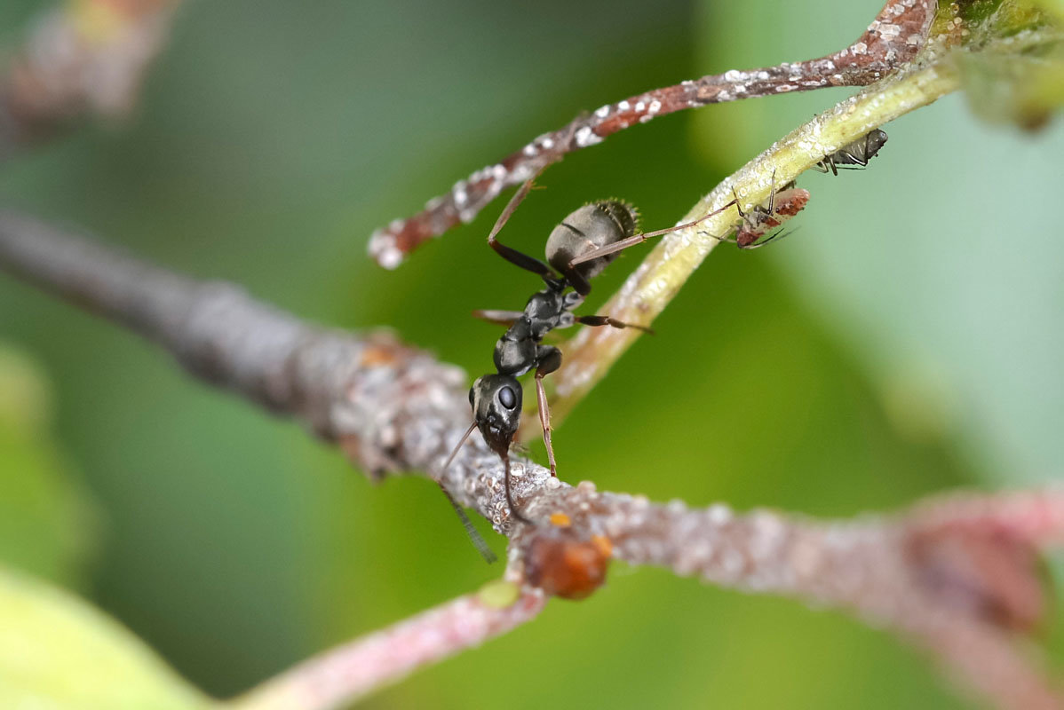Чёрный  муравей - Геннадий Супрун