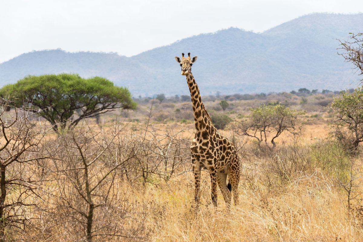 Национальный парк Мкомази (Танзания, сентябрь 2015) - Сергей Андрейчук