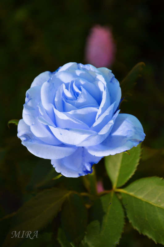 На свете нет цветка нежней, чем роза голубая... - *MIRA* **