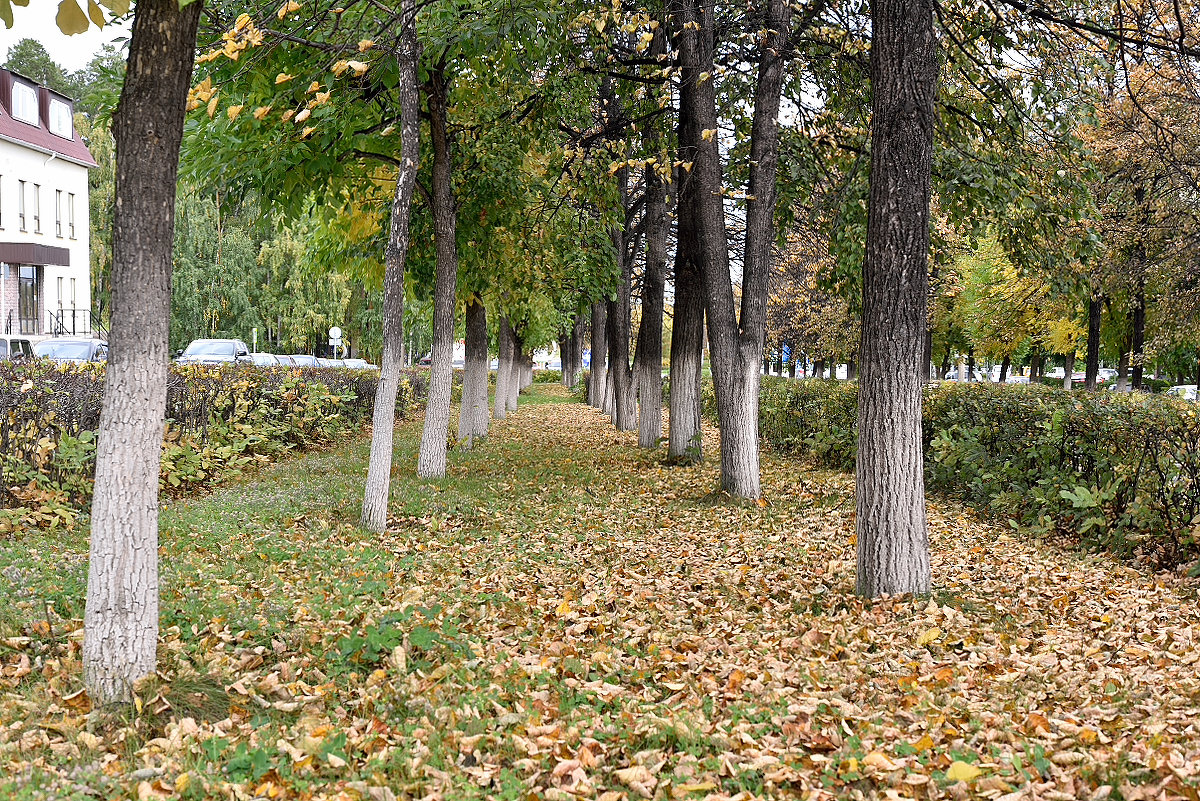 Осень - Александр 