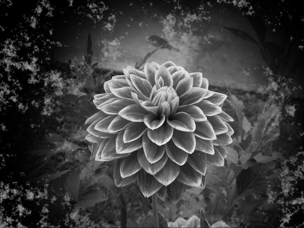 Цветок в монохромном цвете - Владимир Виноградов