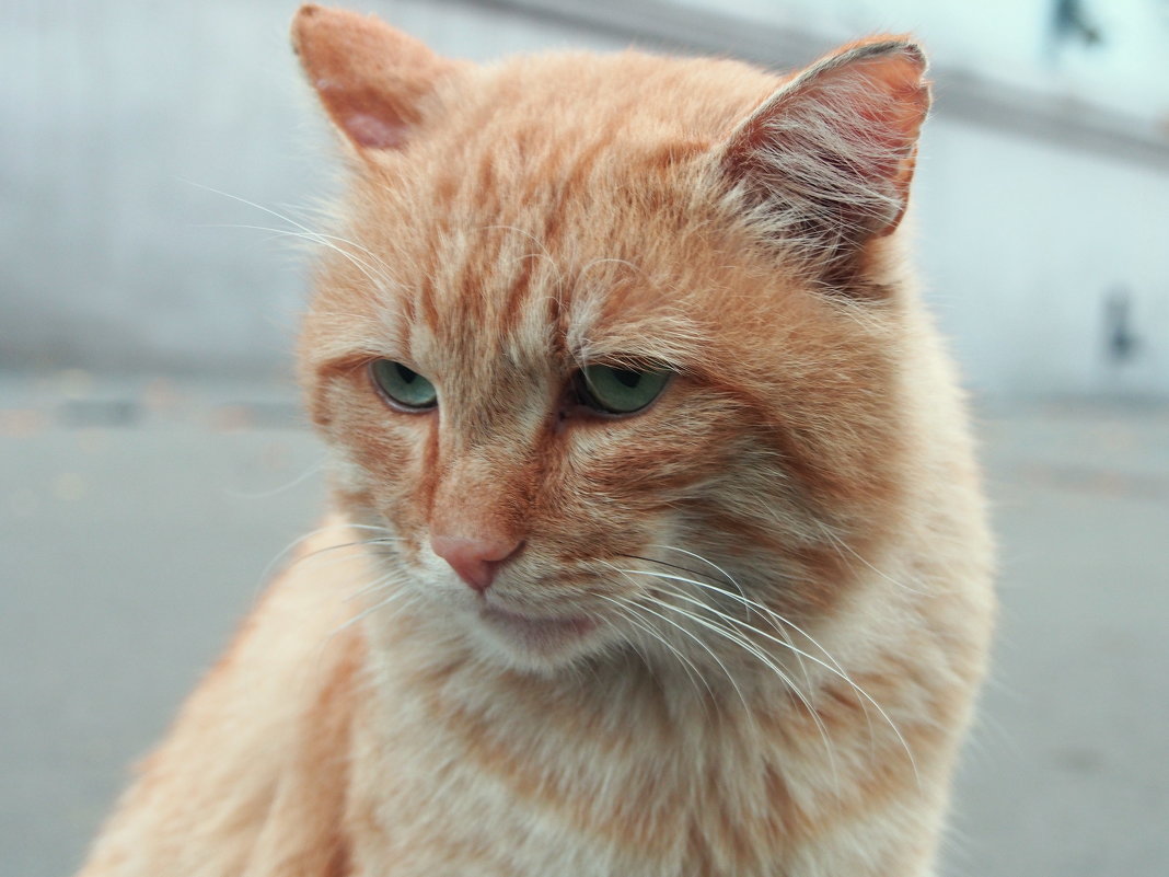 Грустная кошка из нашего двора - Александр Попов