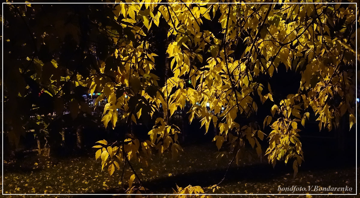Ночьная листва осени - Виктор Бондаренко