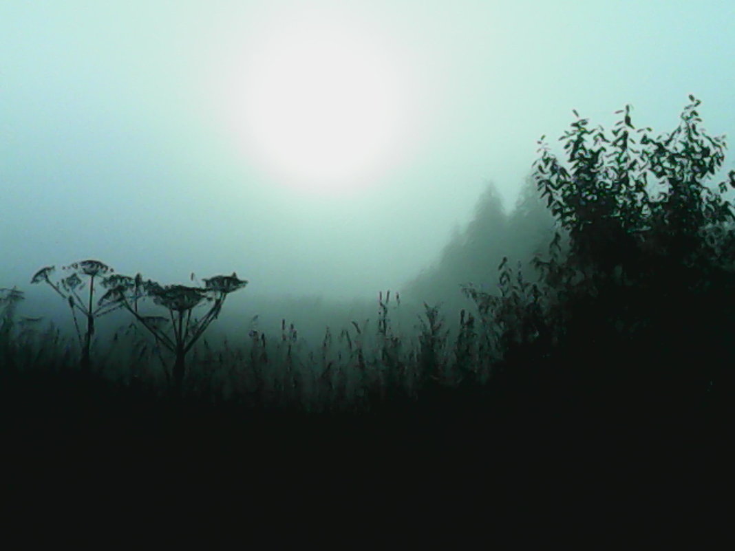 Утреннее солнце в тумане - Николай Туркин 