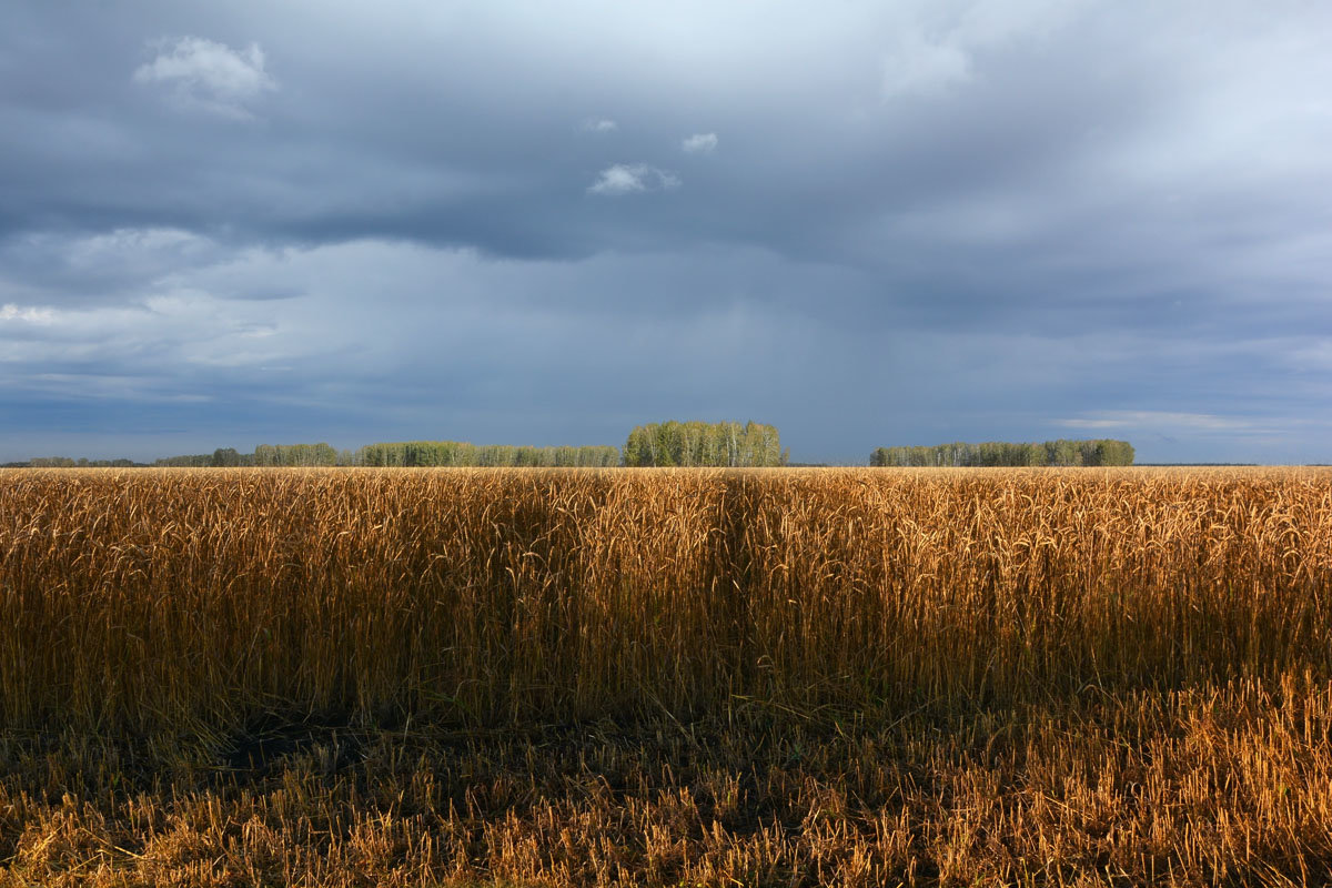 Пшеничное  поле - Геннадий Супрун