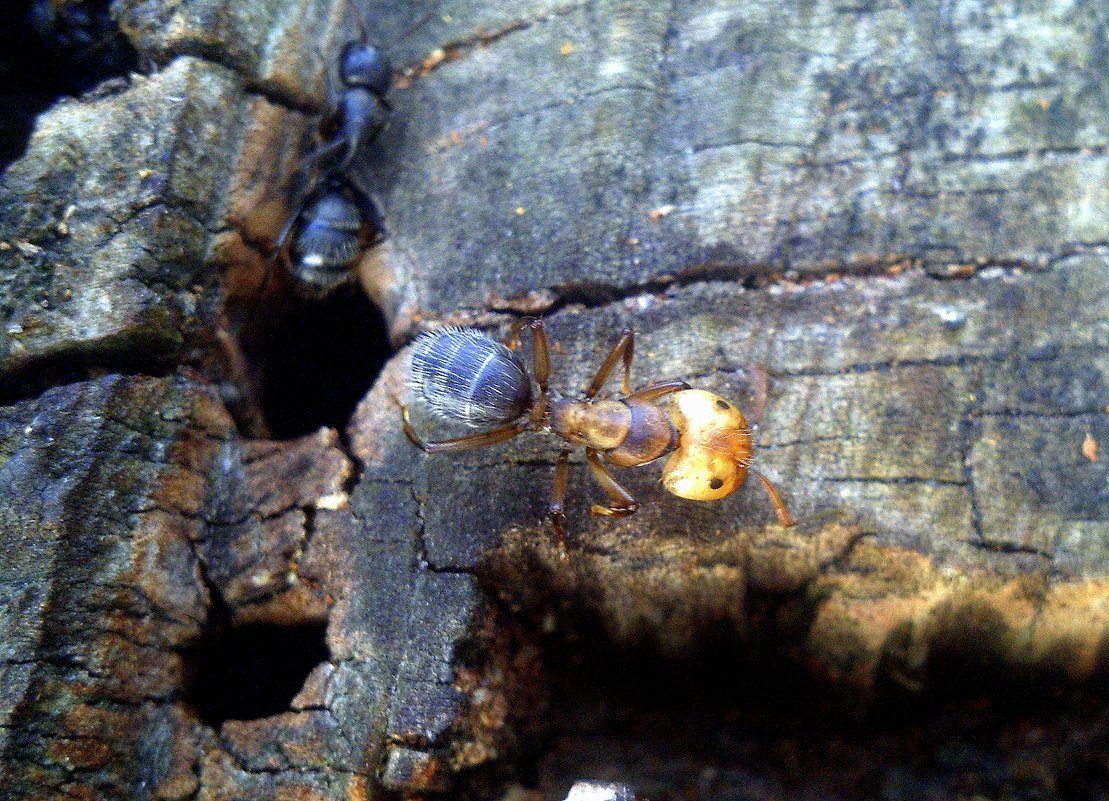 странного вида муравей - Александр Прокудин
