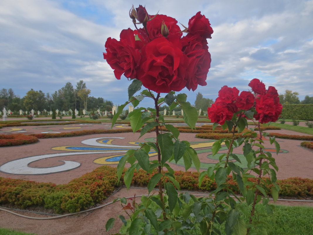 розы Ораниенбаума - Елена 
