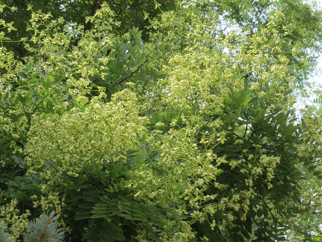 цветущее дерево - Вера Щукина