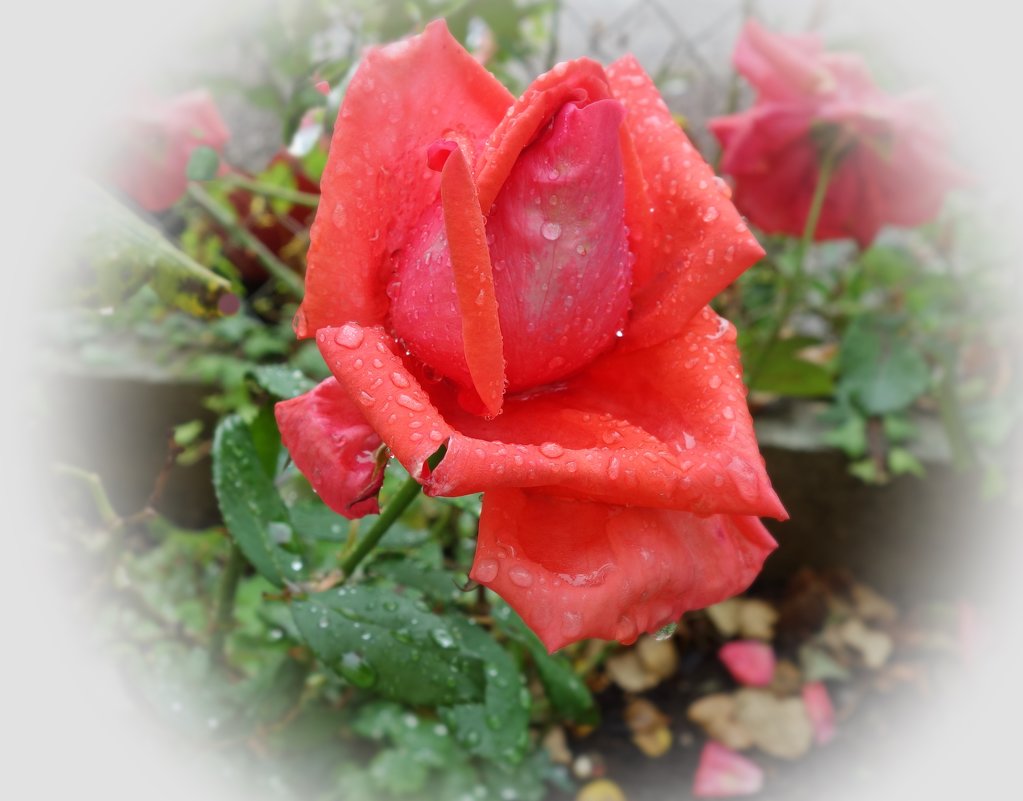 Красная роза раскрыла бутон - и разлились ароматов флюиды.... - Galina Dzubina