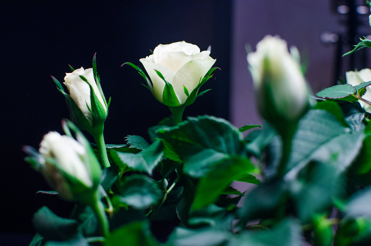 59 (Белые розы) - Mirriliem Ulianova
