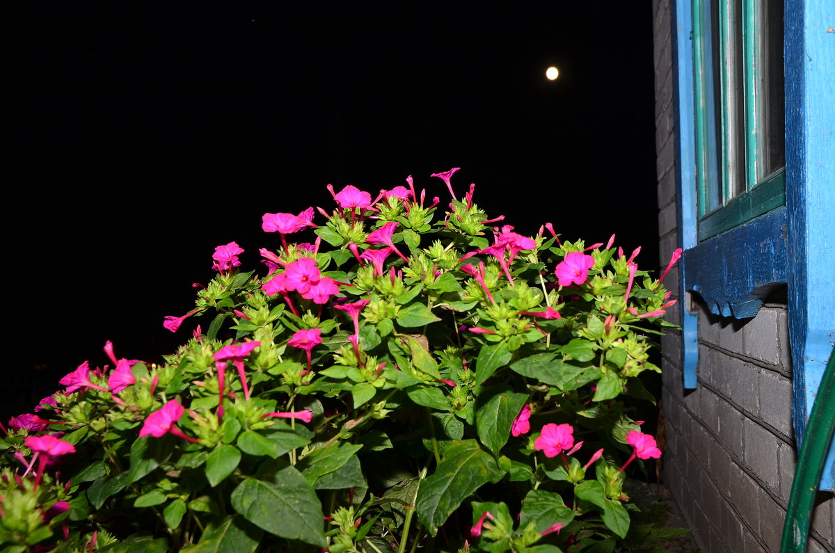 Ночные Цветы Фото