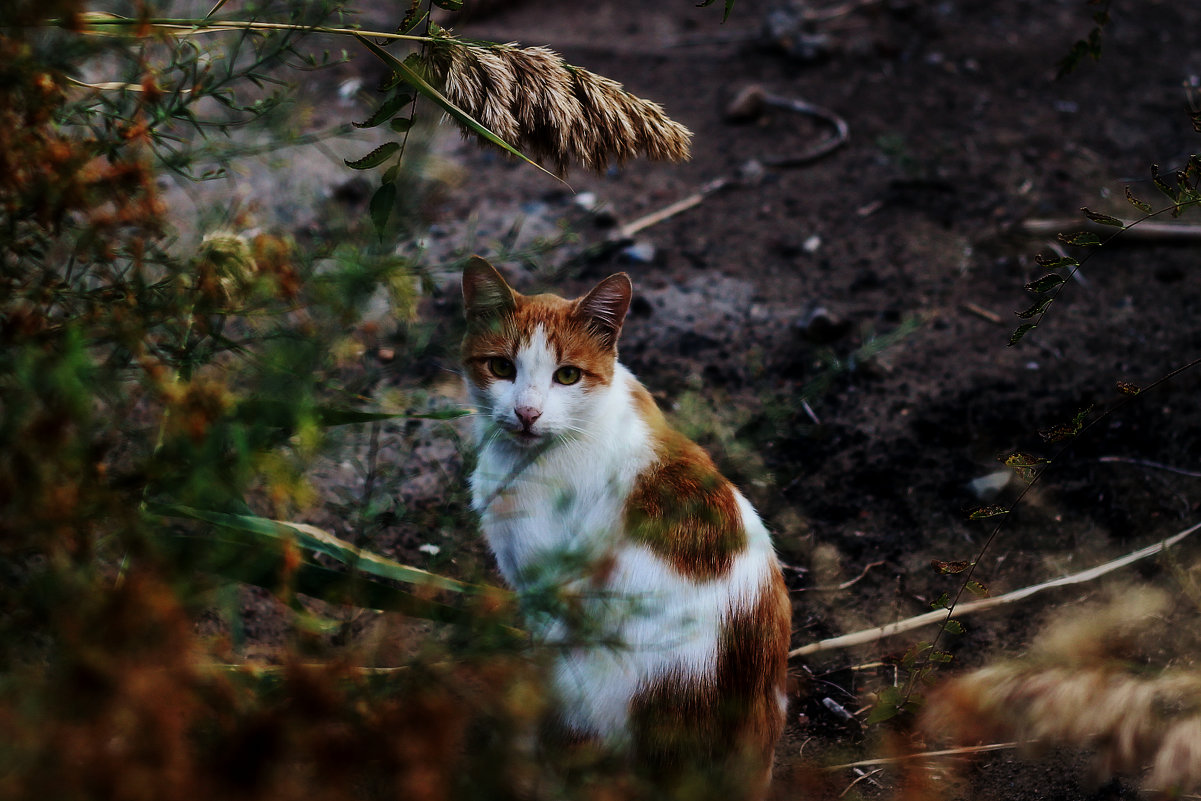 Котэ - Кристина Шадунц