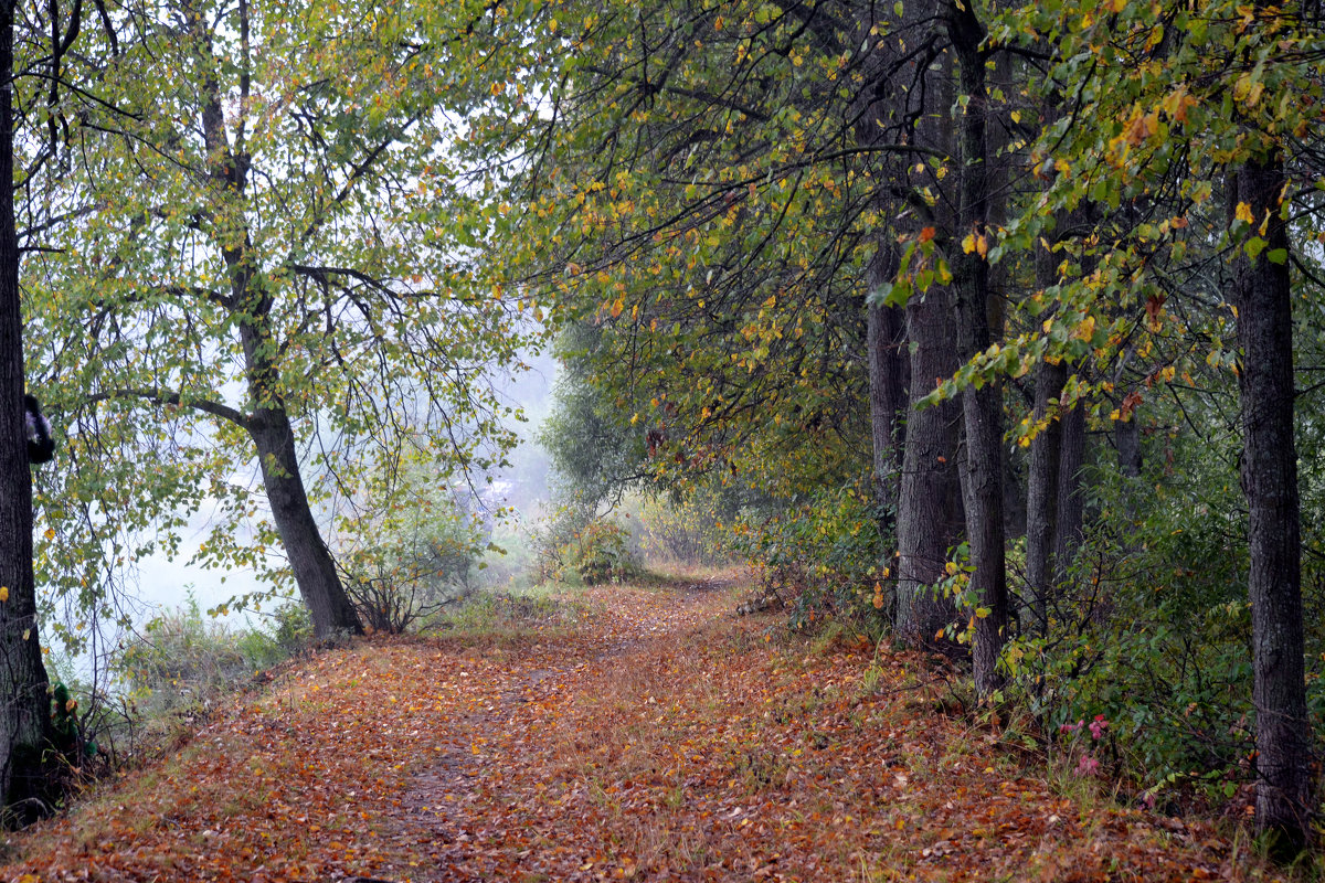 Осенний лес в утреннем тумане - Борис Русаков
