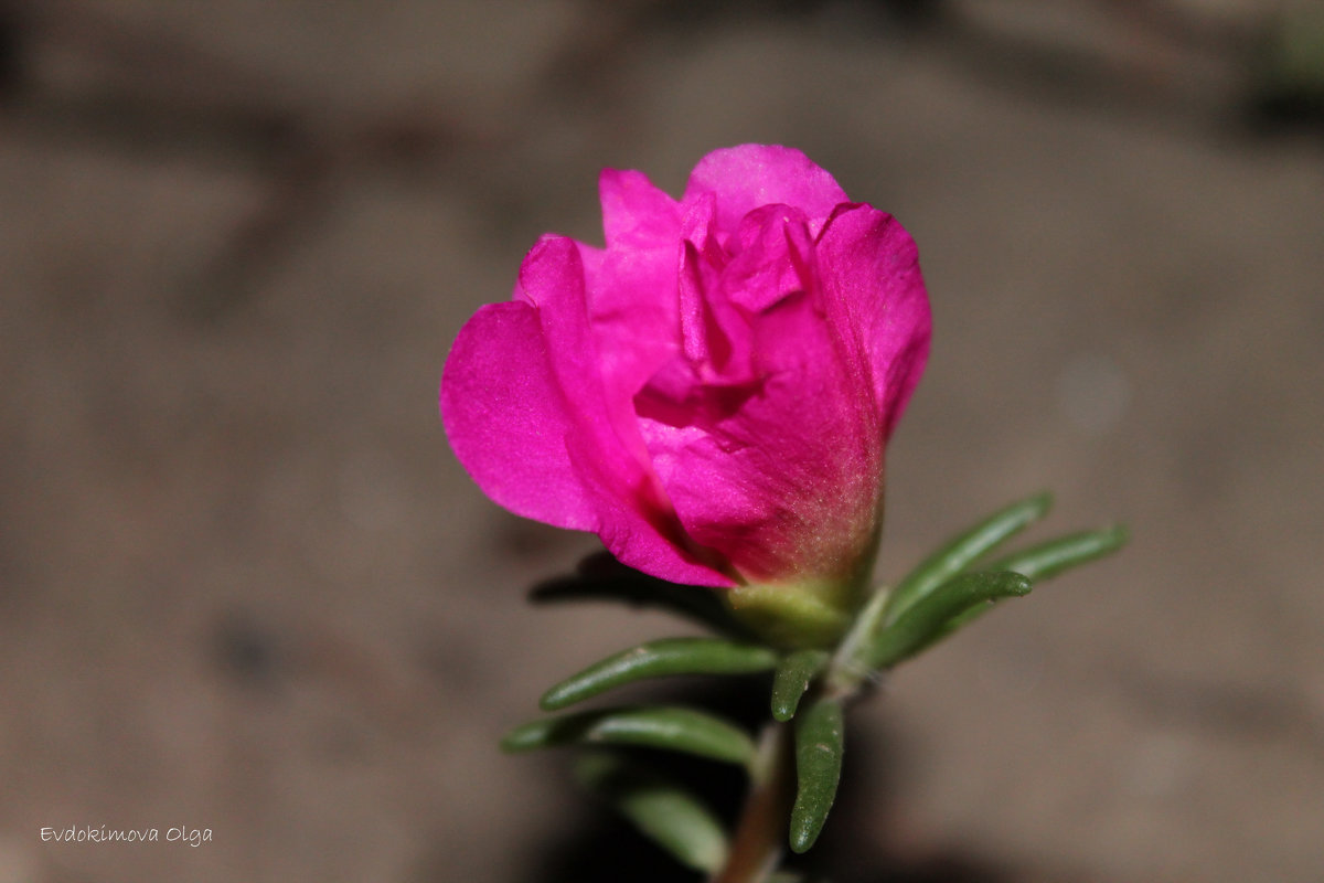 Розовый цветок - Ольга Евдокимова