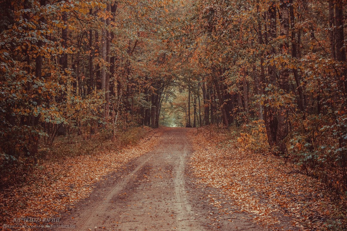 Осень в лесу - Юрий Михайлович 